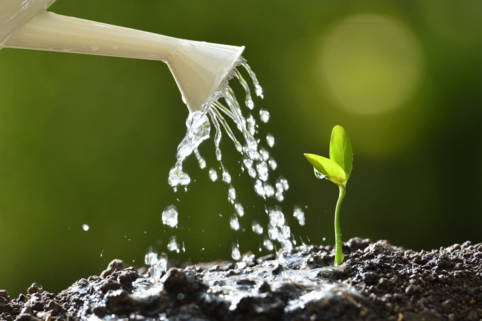 Sprout watered from a watering can on nature background